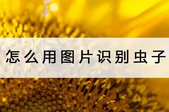 我们要是拍下来后想用图片对虫子进行识别怎么办?