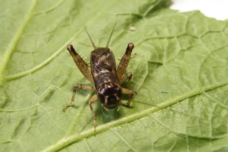 蛐蛐儿的图片及国画