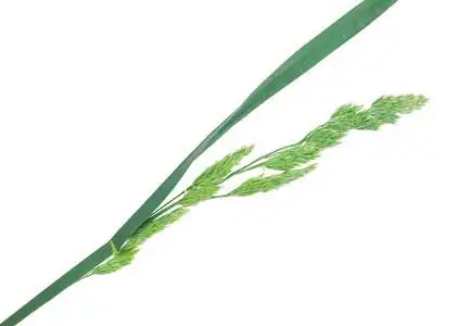 沙发上草药用植物︰ 偃麦草.沙发上草照片