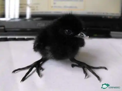 这是不是乌鸦幼鸟!