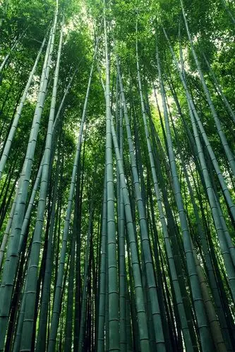 首页 自然与风景 森林和树木