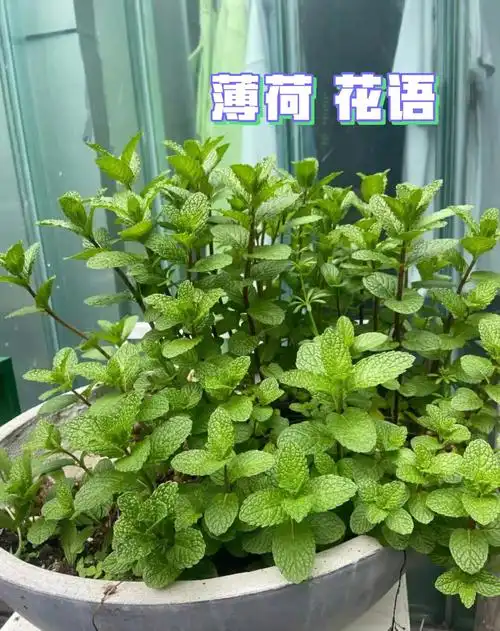 薄荷花语如果可以再次相遇