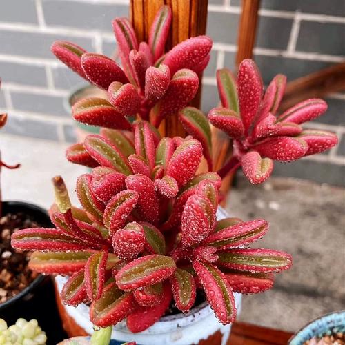 红背椒草多肉大颗多头老桩绿植稀有贵货多肉植物美观趣味净化空气