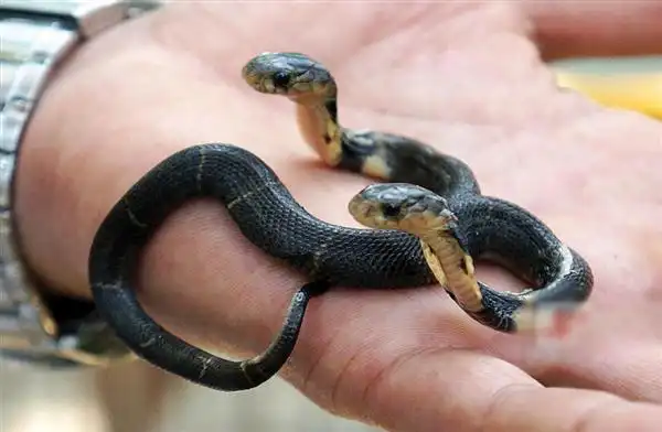 南宁动物园惊现双头眼镜蛇 互相"缠斗"