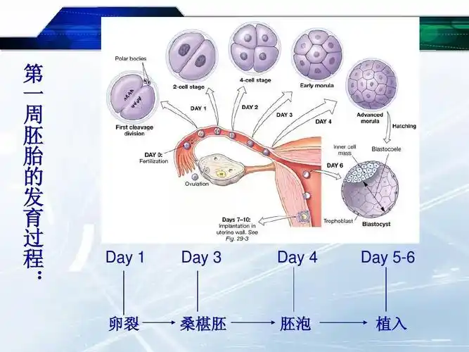 发育生物学第二讲2
