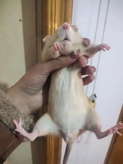 01请有经验的集美帮我看看她是不是踹崽子了她还很小差不多刚刚才三