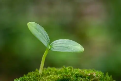 绿色苔藓上茁壮成长的植株幼苗