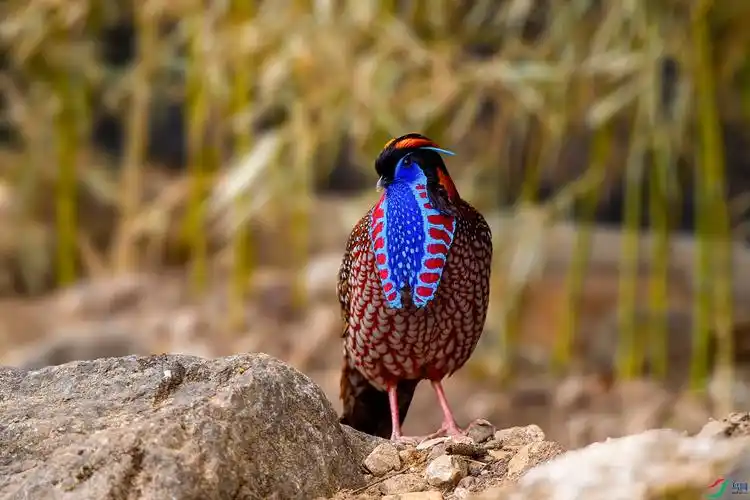 红腹角雉(贺获鸟类精华)