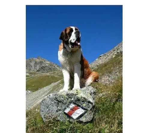 瑞士的国宝——圣伯纳犬又名圣伯纳德犬