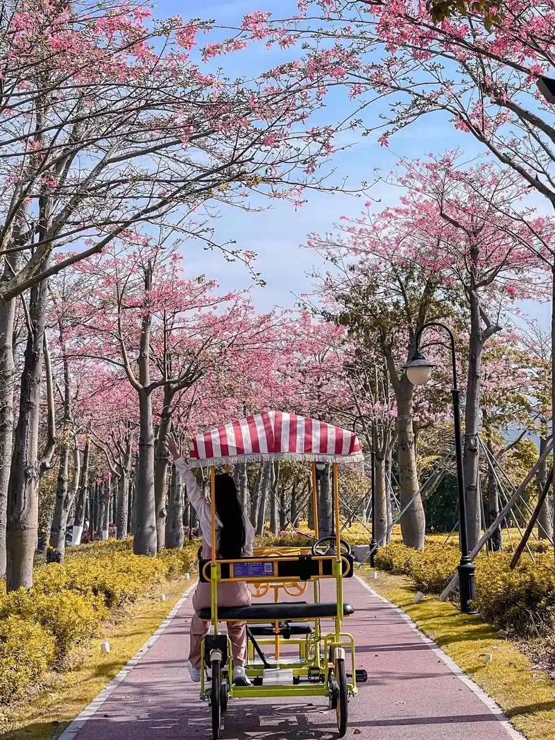 珠海横琴花海长廊的异木 - 抖音