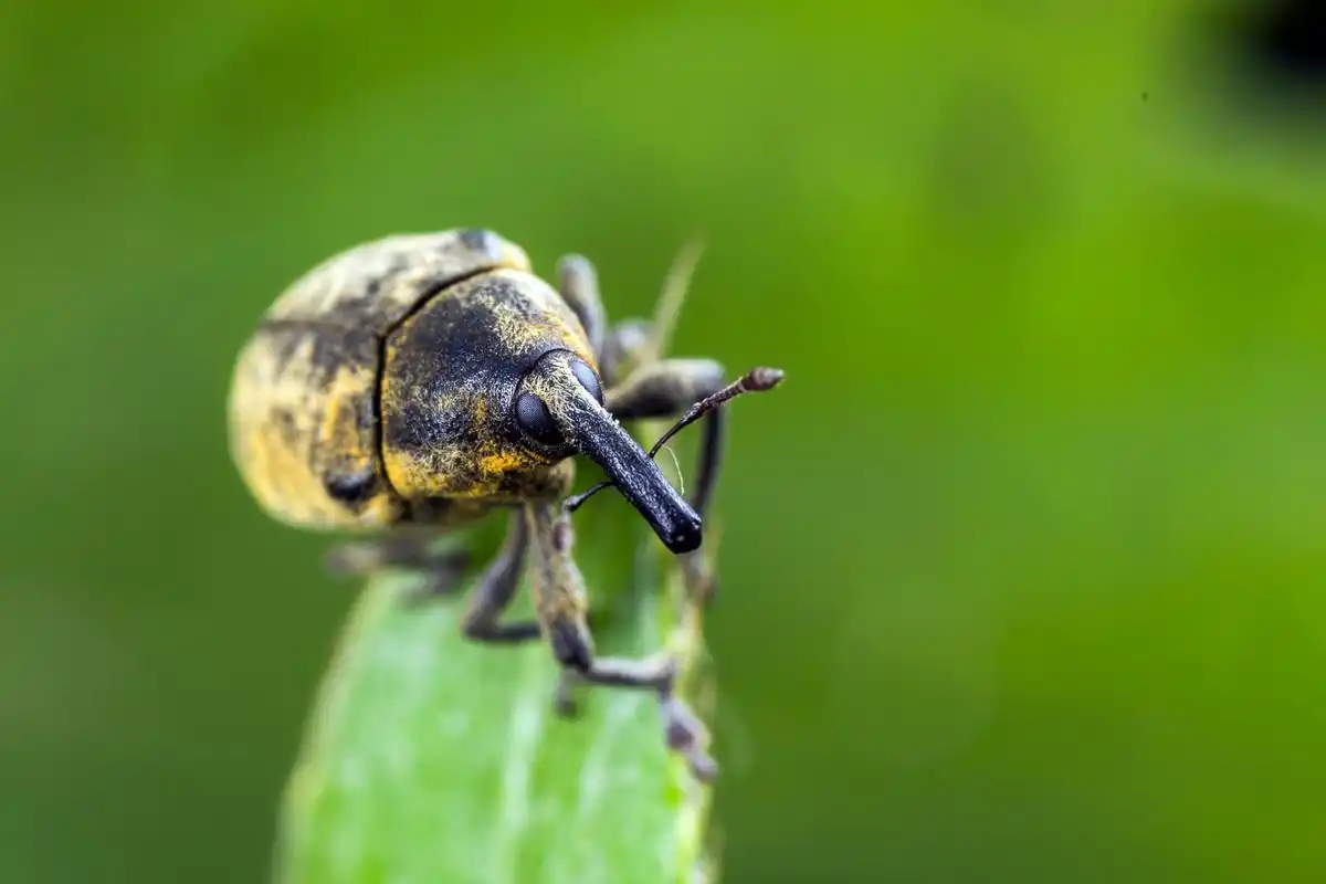 象鼻虫图片昆虫象鼻虫