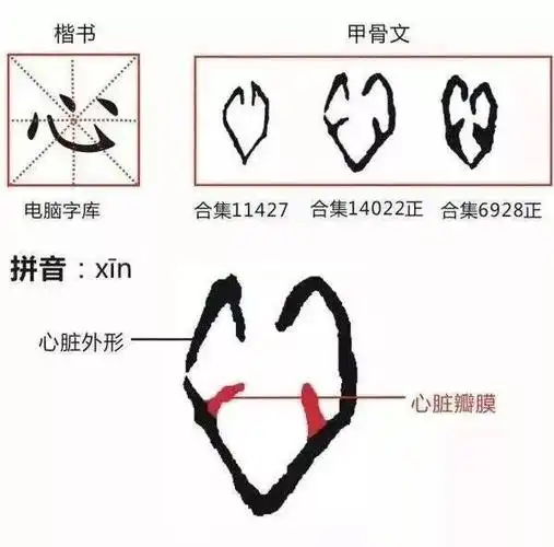 在甲骨文中,心字的形象就是一个清晰的心脏剖面图.
