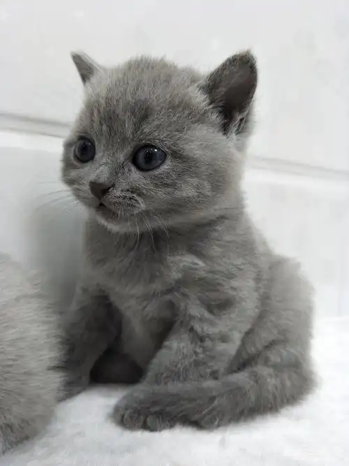 {萌萌家庭猫舍} 帅帅的 包子脸 英短蓝猫向你问好