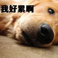 朋友圈累成狗的配图 加班累成狗发说说搞笑配图_微信头像图片大全