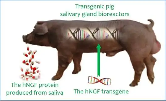 转基因猪生物反应器领域研究获重要进展-重庆大学科学技术发展研究院