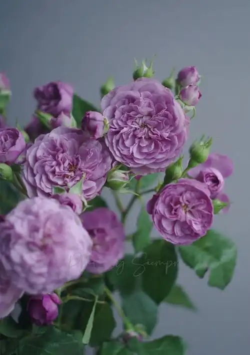 月季薰衣草花环