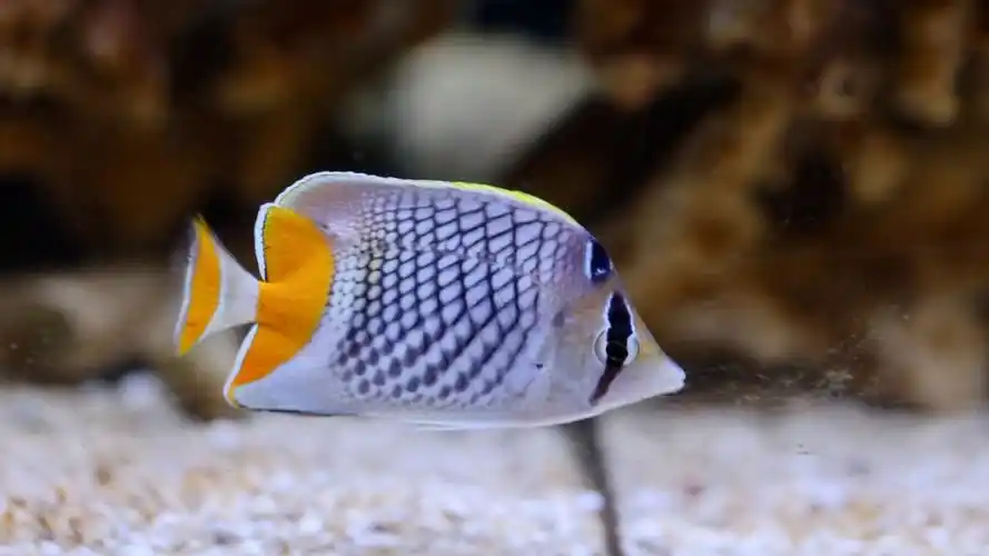 黄尾蝶 (pearlscale butterflyfish) #微距摄影 #大光圈