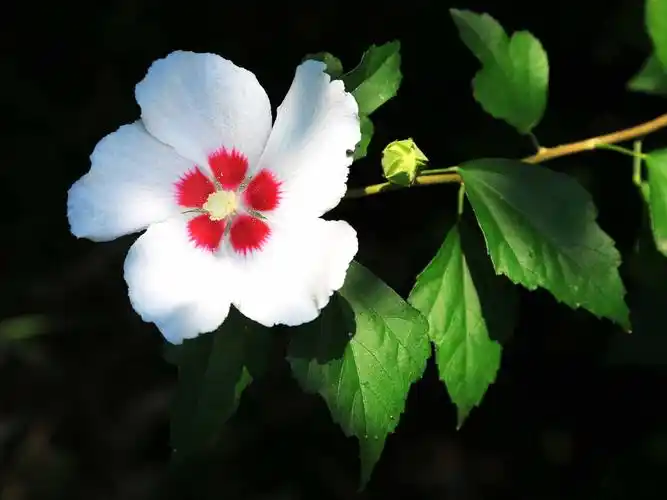 白色的单瓣木槿干净大方,花心基底红色,花蕊浅黄.