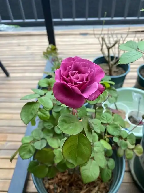 月季-编号003-紫美人 - 简书