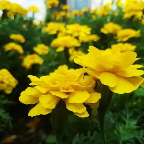 首先,孔雀草播种的最佳季节是春夏哦,想象一下,在温暖的阳光下,小