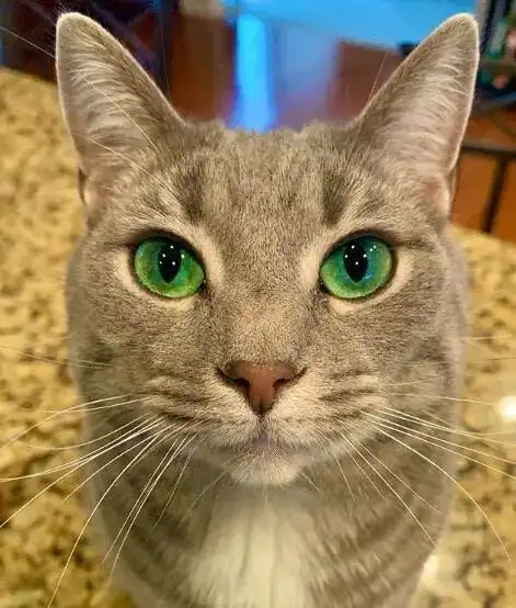 这只猫天生拥有绿色眼睛,第一眼看到就让人爱了!