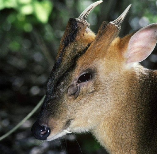 动物,大家都说是神兽,后经确认,这是国家一级重点保护的野生动物黑麂