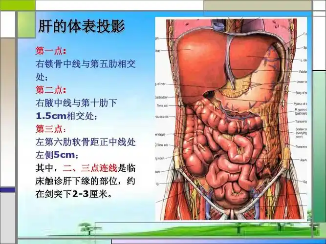 肝叶切除手术配合2014-7-31ppt