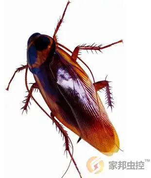 外观特征:体长2.8 cm,比美洲大蠊略小,与黑胸大蠊相近.