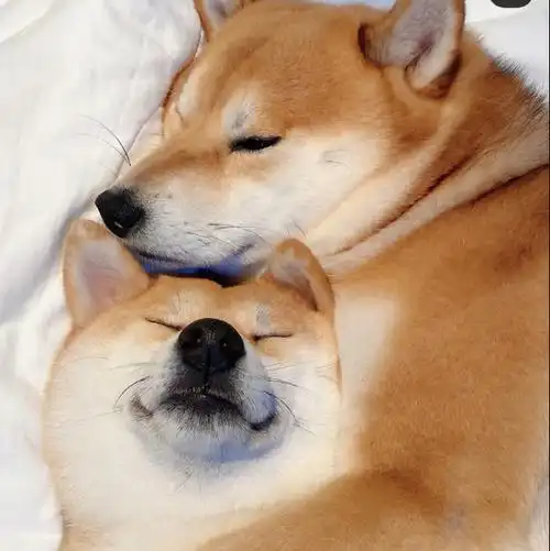 是谁这么可爱呢363436373039狗狗情侣头像