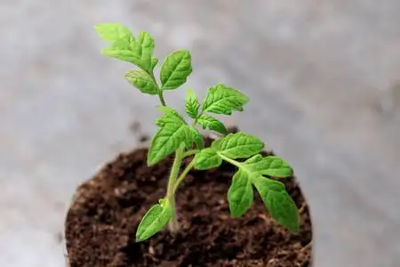 年轻的番茄发芽图片-年轻的番茄发芽素材-年轻的番茄发芽插画-摄图新