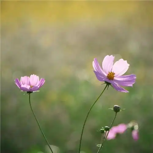 唯美格桑花头像图片