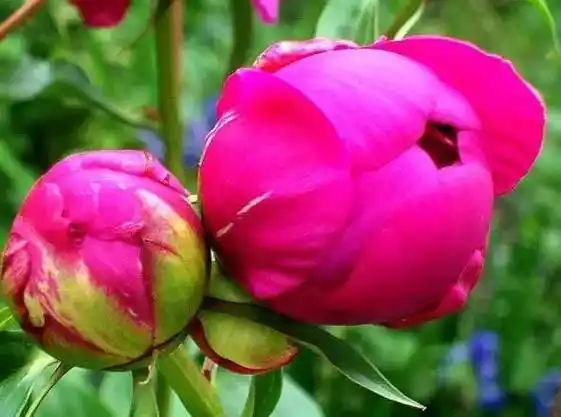 连理枝头并蒂花,真美!