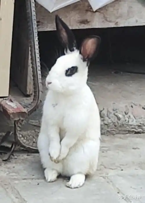 兔子在没有被喂很多的情况下肚子这么大正常吗? - 知乎