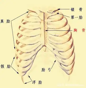 50%的人都有的肋骨外翻是怎么回事?3个动作帮你轻松搞定