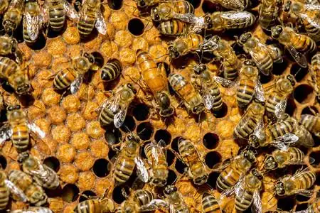 皇后蜂群有权威蜂群图片素材