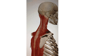 立刻让颈椎舒服:一个动作很好激活颈深屈肌