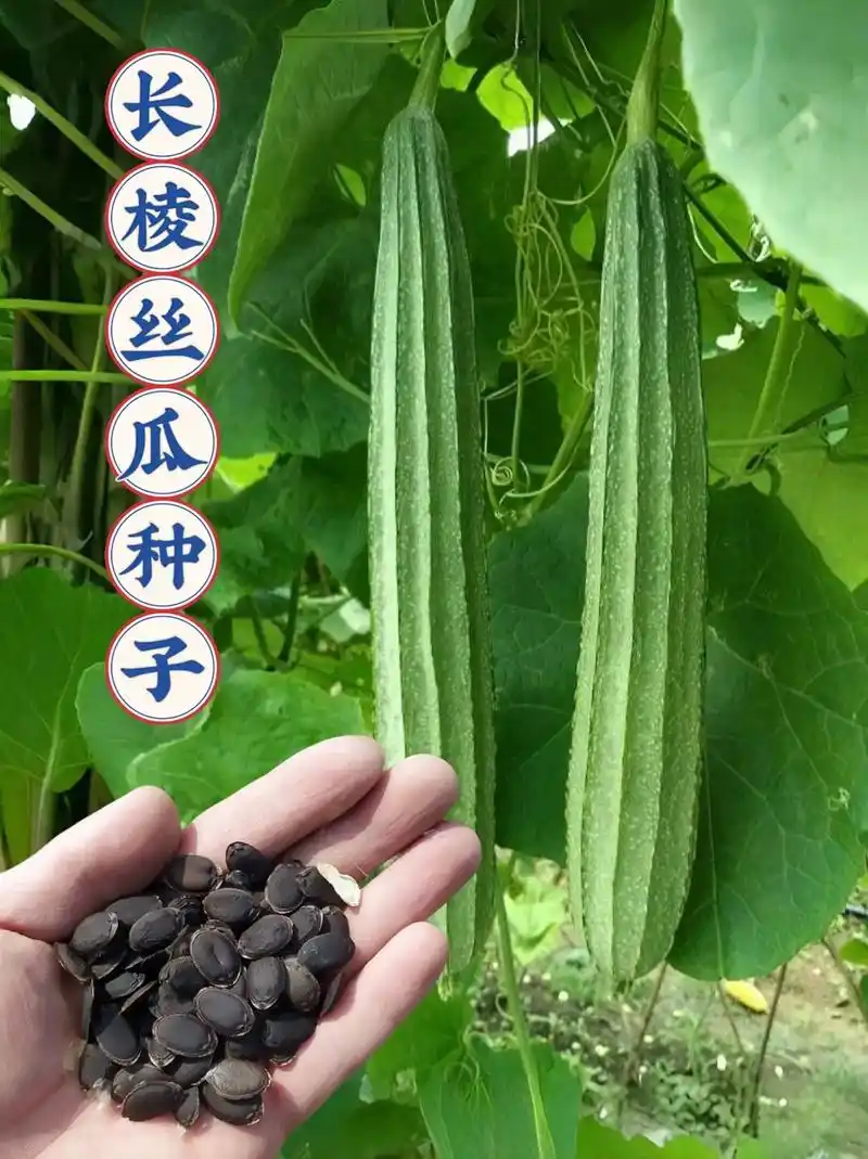 八棱角丝瓜种子.#长棱丝瓜种子 春季爬藤种子,阳台小院均可种 - 抖音