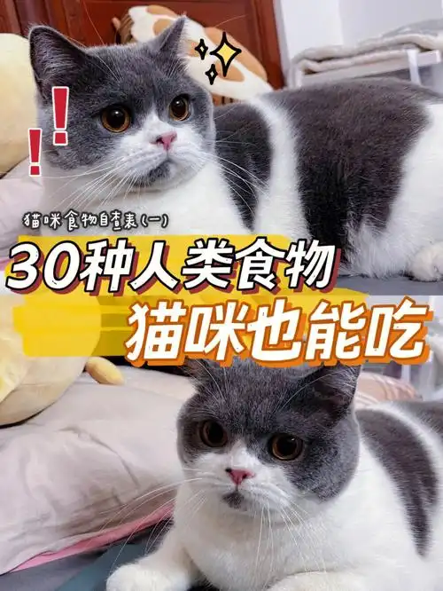 30种猫咪可以吃的人类食物|猫咪食物自查表