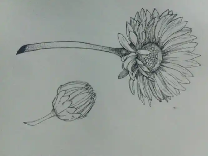 【百图斩第十八天】临摹2|插画|创作习作|丸子再小也是肉 - 原创作品