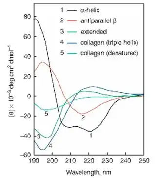 蛋白质圆二色谱分析