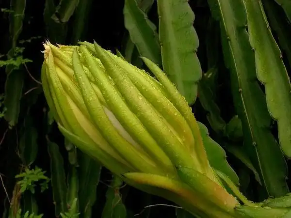 霸王花的功效与作用(霸王花的功效与作用禁忌)