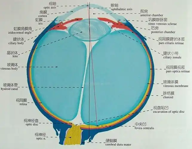 正常眼球解剖示意图-人体解剖图
