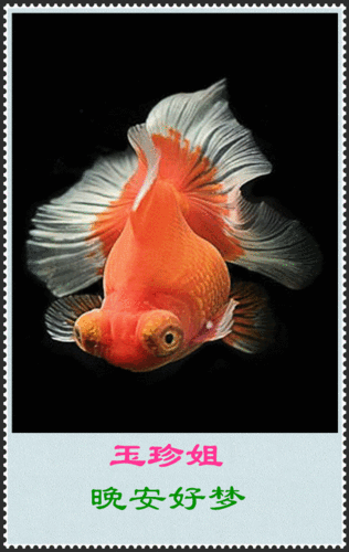 600_950竖版 竖屏gif 动态图 动图