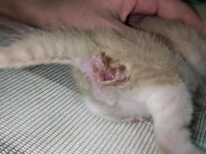 这个怎么回事啊,肛门旁边应该不是脱肛吧 ——