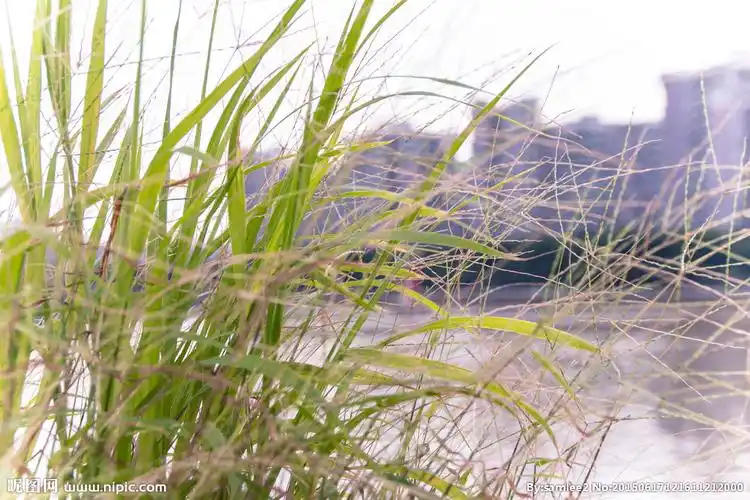 河边的野草图片