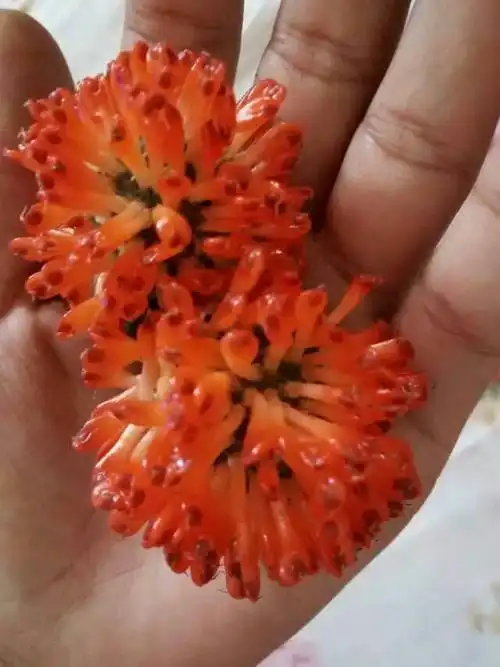 这是什么果实,是在树上结的红红的刺可以吃,口味甜甜的