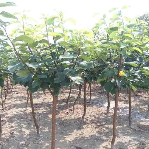 直销新品种梨树 中晚熟秋月梨梨树苗 抗寒 抗旱易成活梨树苗