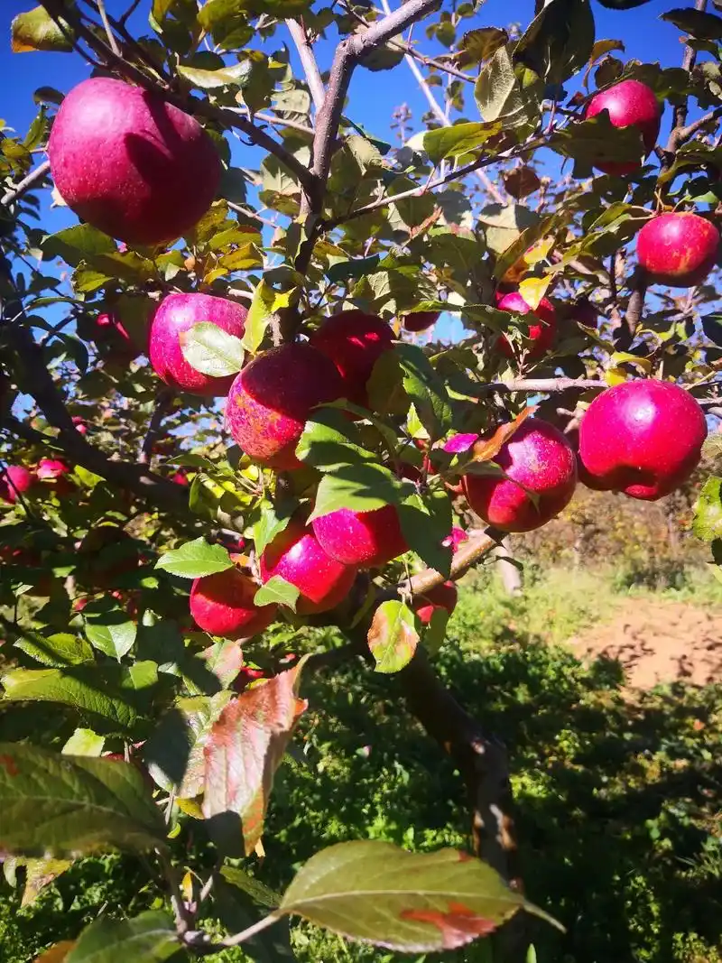 灯草湾高原苹果基地,霜就这么大,天就这么篮,种植出品感不是一 - 抖音