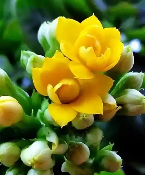 长寿花四季吉祥(长寿花一一健康长寿)(5)