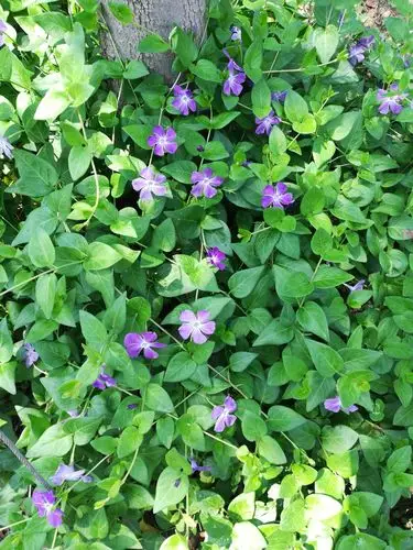 蔓长春花——别名:攀缠长春花